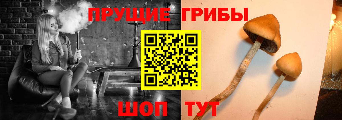 Новозыбков  закладка  Вход с VPN  Псилоцибиновые грибы GOLDEN TEACHER 